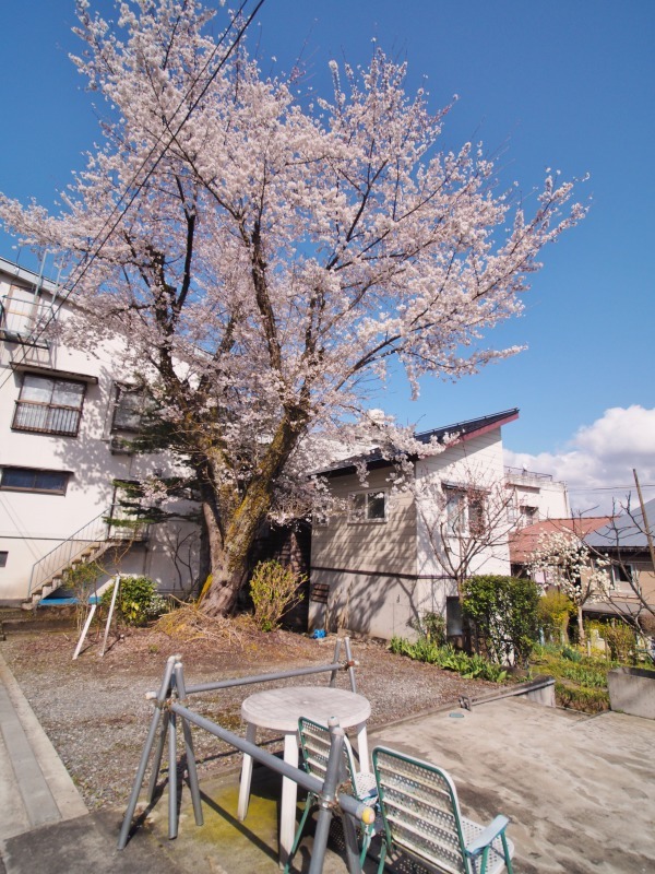 枝垂れ桜 昨日は7分咲きくらいでしょうか ⑤_c0336902_15043095.jpg