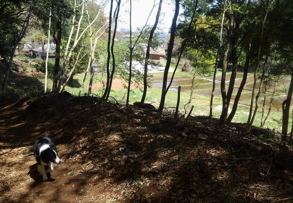 里山散歩_d0224111_15191004.jpg