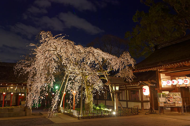 桜巡り 平野神社 ライトアップ デジタルな鍛冶屋の写真歩記