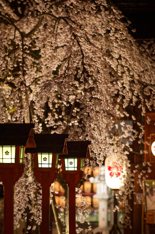 桜巡り 平野神社 ライトアップ デジタルな鍛冶屋の写真歩記