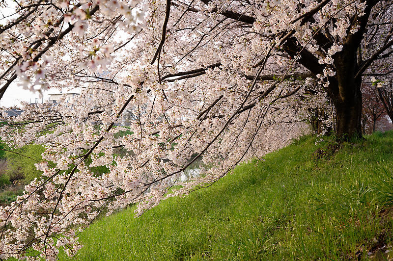 2020桜巡り@桂川堤防の桜並木_f0032011_20061062.jpg