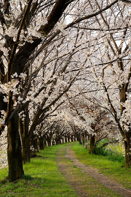 2020桜巡り＠桂川堤防の桜並木_f0032011_20061077.jpg