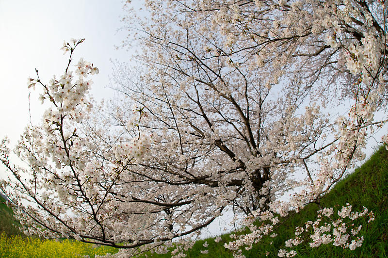 2020桜巡り@桂川堤防の桜並木_f0032011_20061129.jpg