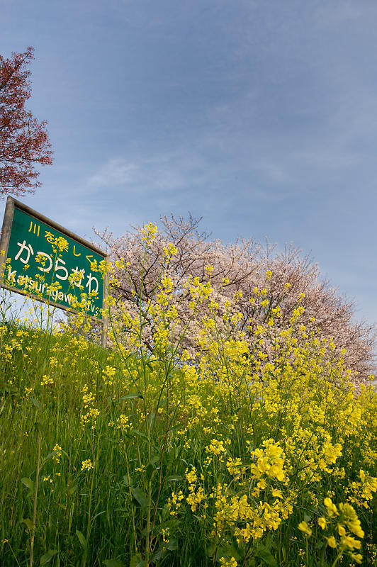 2020桜巡り@桂川堤防の桜並木_f0032011_20071990.jpg