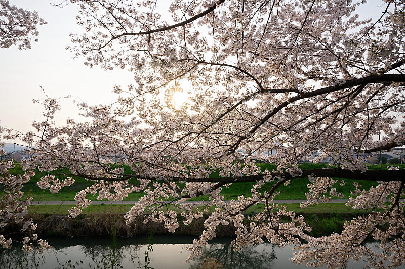 2020桜巡り@桂川堤防の桜並木_f0032011_20104470.jpg