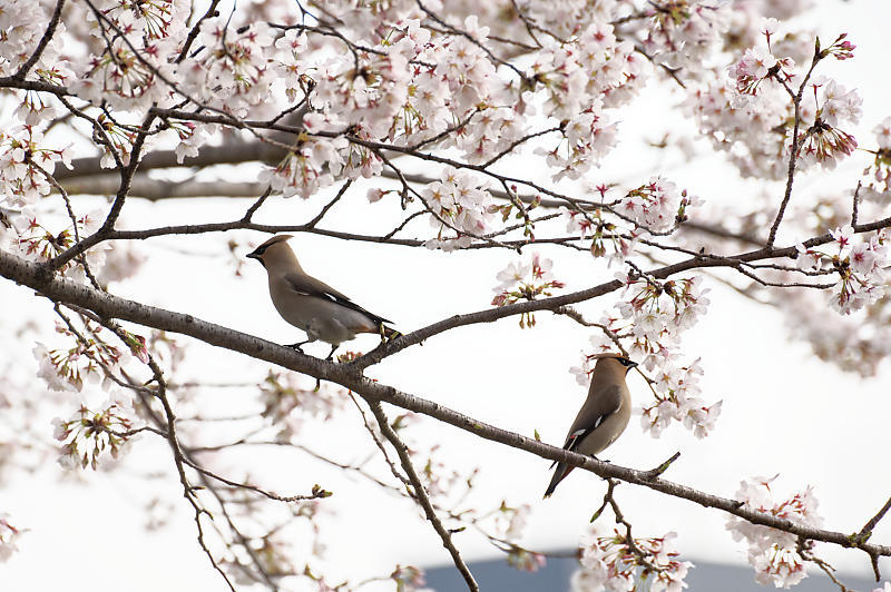 2020桜巡り＠桂川堤防の桜並木_f0032011_20104505.jpg