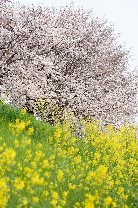 2020桜巡り＠桂川堤防の桜並木_f0032011_20104508.jpg