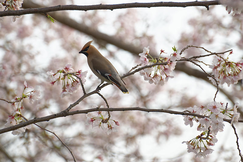 2020桜巡り@桂川堤防の桜並木_f0032011_20104555.jpg