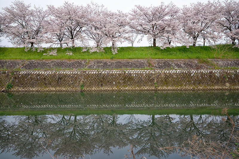 2020桜巡り@桂川堤防の桜並木_f0032011_20124258.jpg