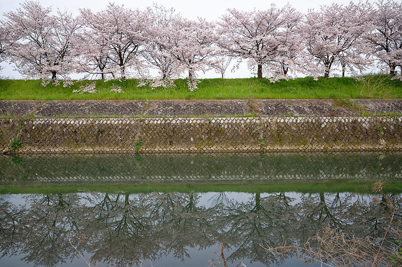 2020桜巡り＠桂川堤防の桜並木_f0032011_20124258.jpg