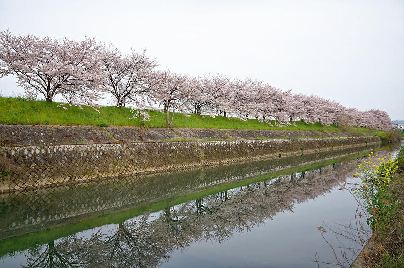 2020桜巡り＠桂川堤防の桜並木_f0032011_20124288.jpg