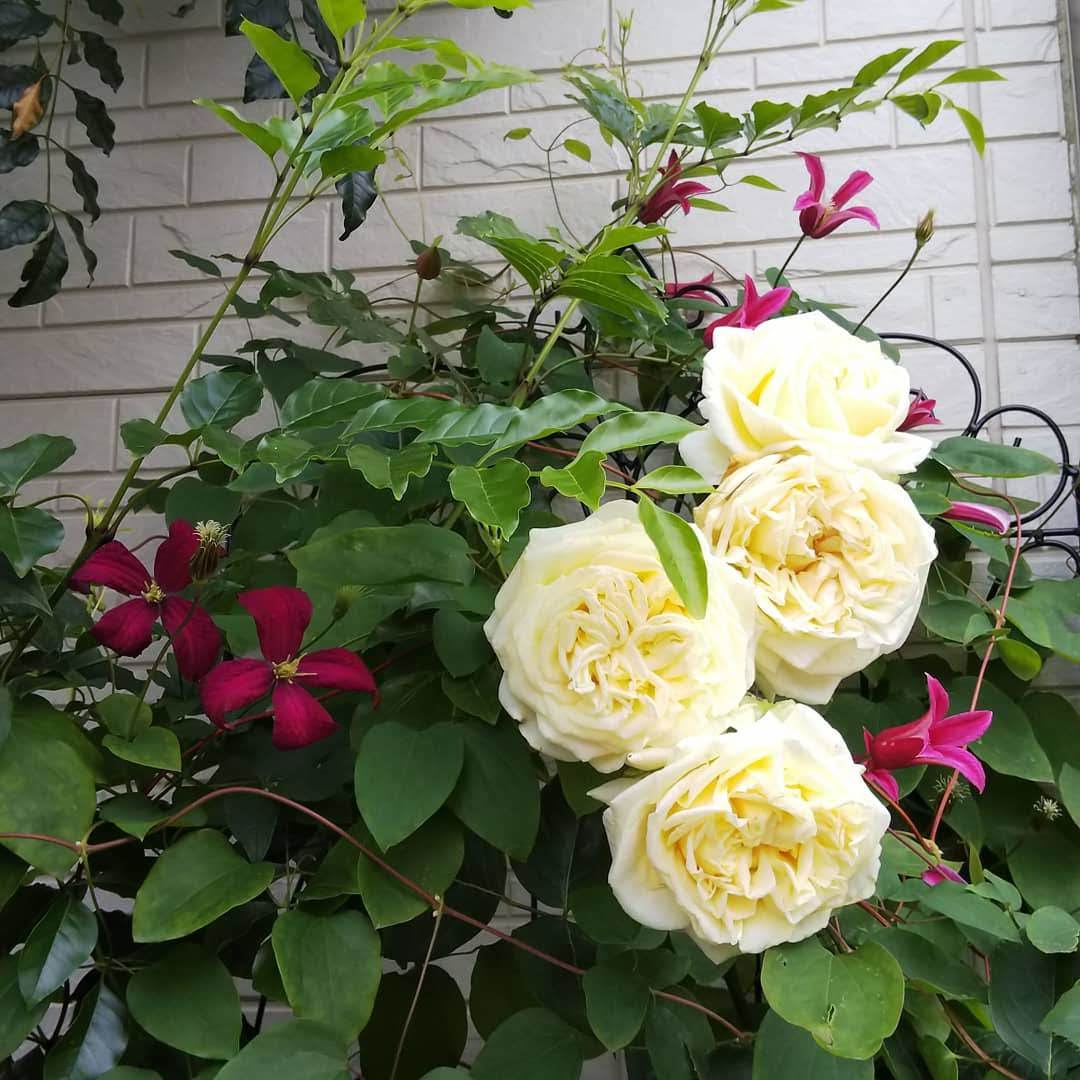 クライミングローズ アプリコットスカイ 小庭の園芸日記