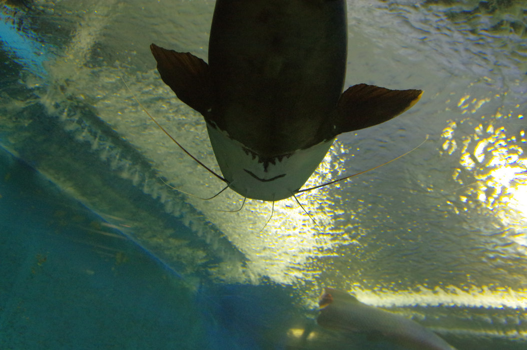 須磨水族館にて(2020/2/15)其の①_d0325720_14225852.jpg