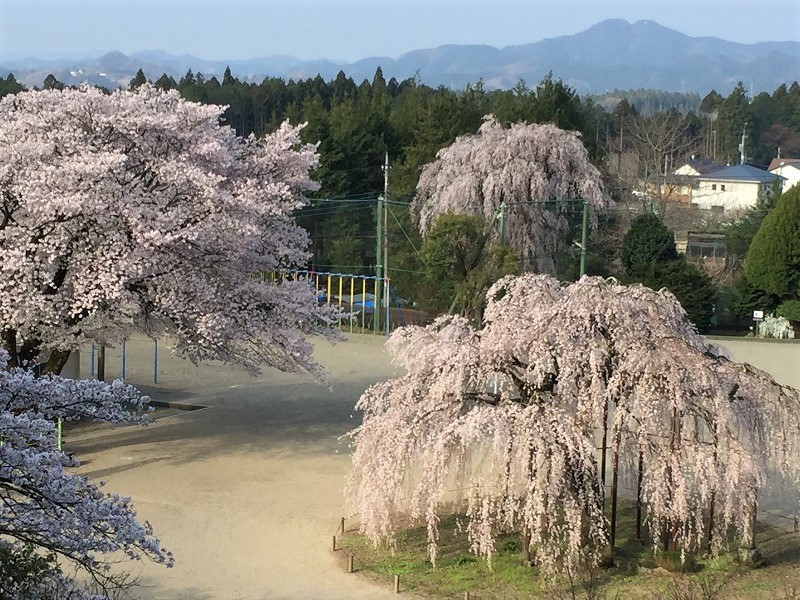 宇都宮市 古賀志の孝子桜 Cherry Blossoms Kōshi In Utsunomiya Tochigi やっぱり自然が好き