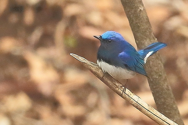 ♪早く♪来い♪来い♪夏の鳥♪…オオルリ、クロツグミ、コルリ_e0413627_16451859.jpg