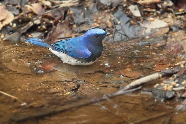 ♪早く♪来い♪来い♪夏の鳥♪…オオルリ、クロツグミ、コルリ_e0413627_16453226.jpg