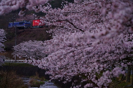 4月4日 桜×サンライズExp.のリベンジ!_f0037227_22090465.jpg