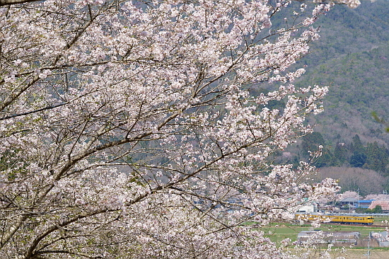 4月4日 桜×サンライズExp.のリベンジ!_f0037227_22092485.jpg
