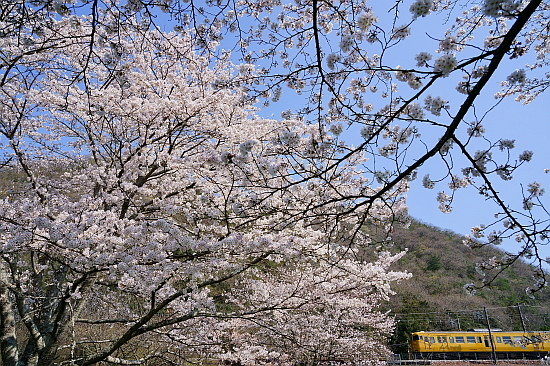 4月4日 桜×サンライズExp.のリベンジ!_f0037227_22092526.jpg