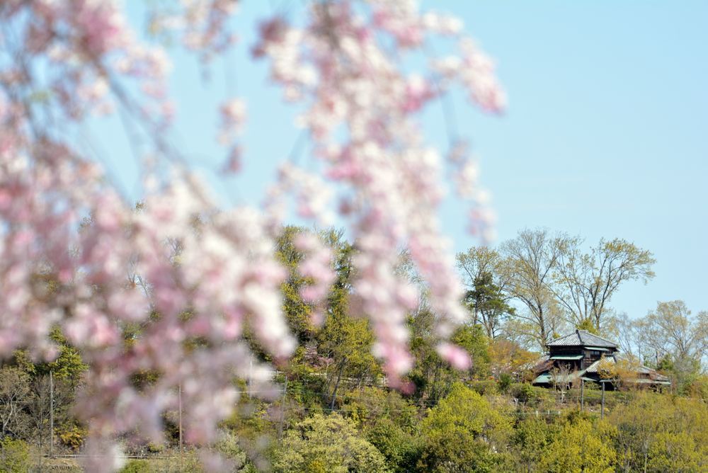 入鹿池 桜 明治村_e0373930_16255552.jpg