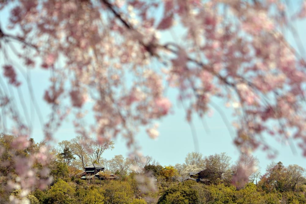 入鹿池 桜 明治村_e0373930_16255597.jpg