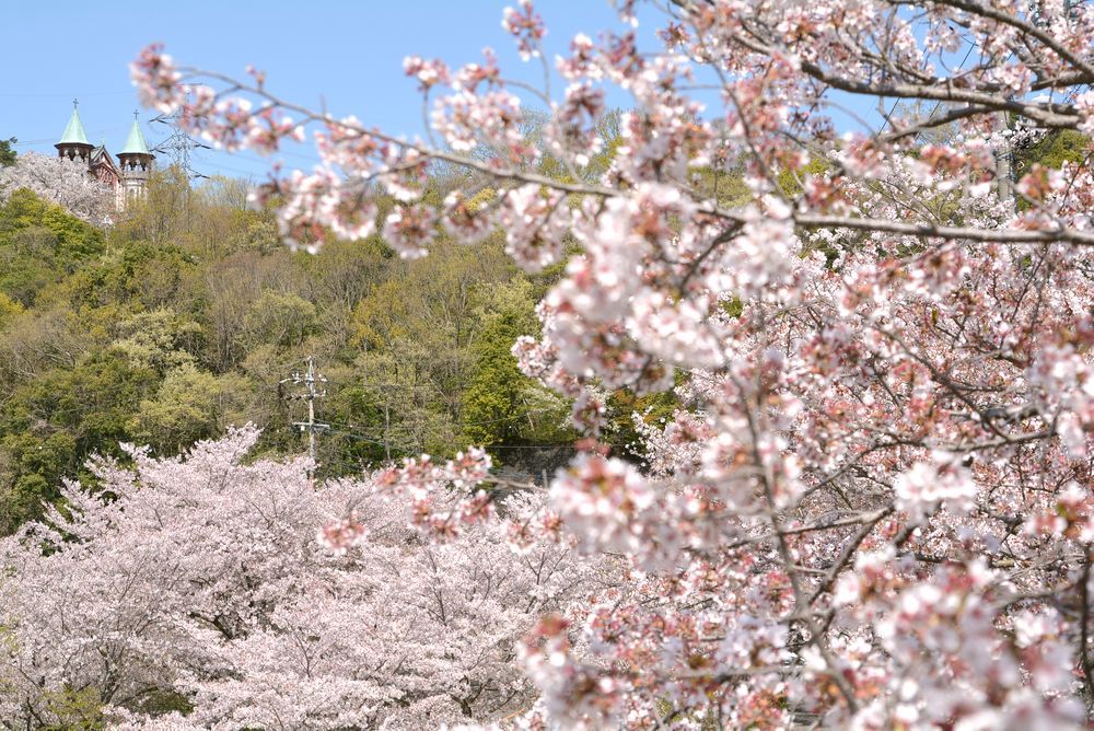 入鹿池端の桜と聖ヨハネ教会堂_e0373930_16255695.jpg