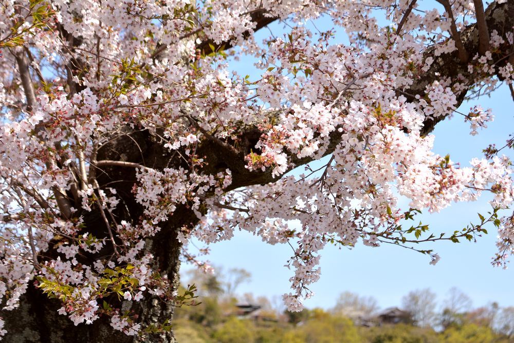入鹿池 桜 明治村_e0373930_16384908.jpg