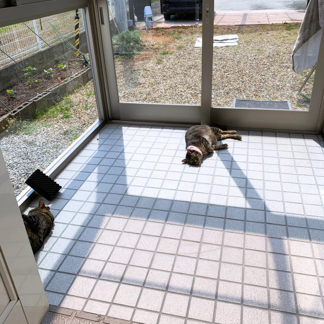 猫玄関も大人気_d0355333_23242872.jpg