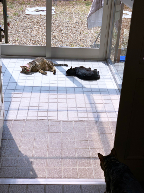 猫玄関も大人気_d0355333_23243755.jpg