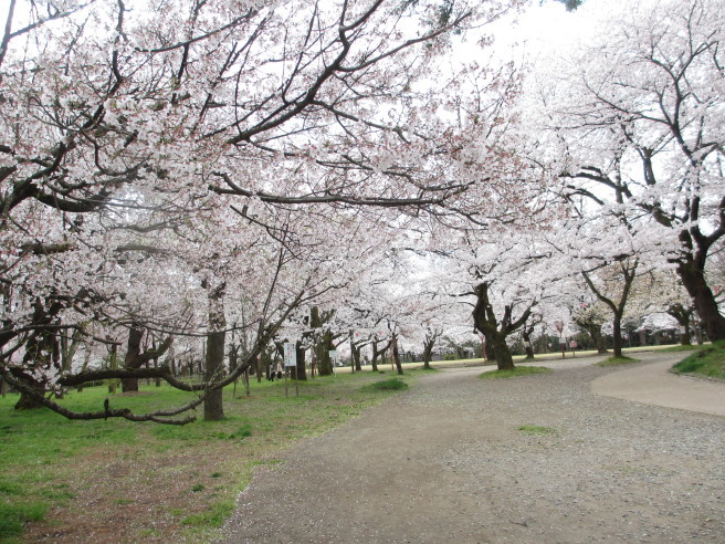 高岡古城公園の桜 自分流 Happy Life