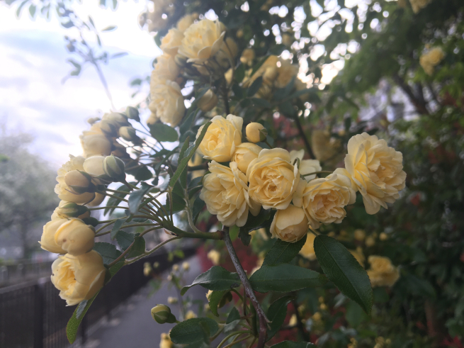 新芽の季節_c0076939_22211283.jpg