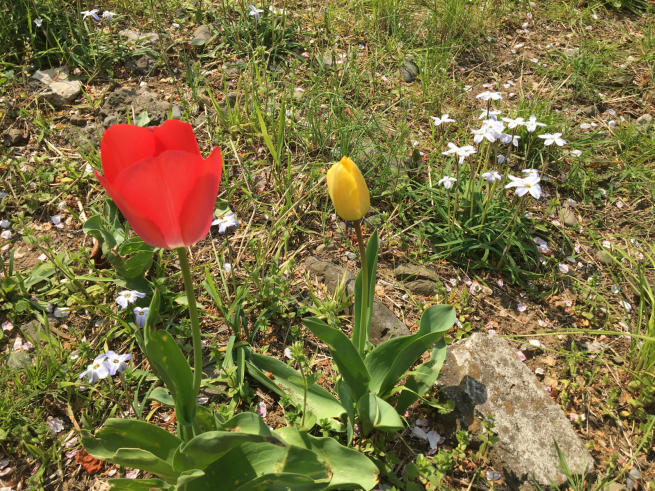新芽の季節_c0076939_22213124.jpg