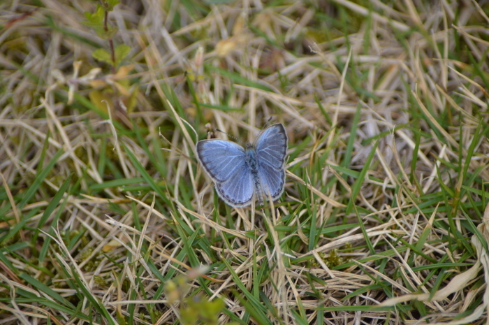 ツマキチョウ他 4月12日_d0254540_15213947.jpg