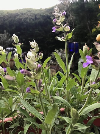 セージの花が咲き始めました。_f0172744_19102528.jpg