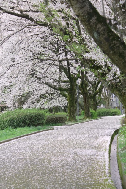 桜のじゅうたん_d0377645_22511281.jpg