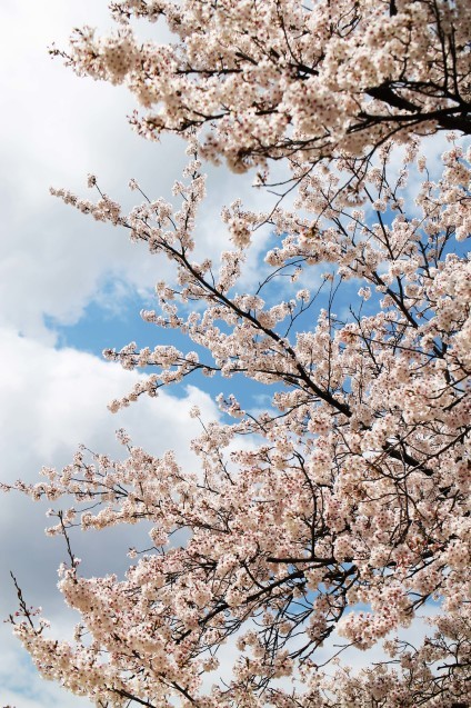 桜のじゅうたん_d0377645_22512142.jpg