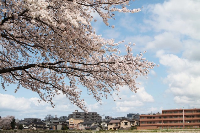 桜のじゅうたん_d0377645_22512414.jpg