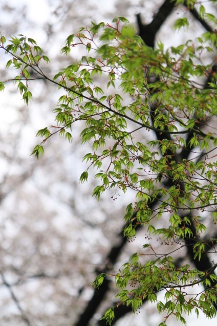 桜のじゅうたん_d0377645_22514194.jpg