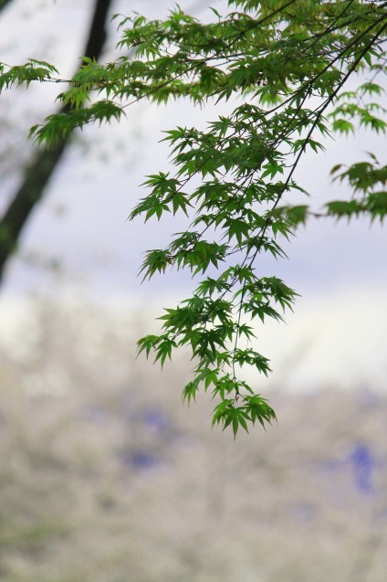 桜のじゅうたん_d0377645_22514605.jpg
