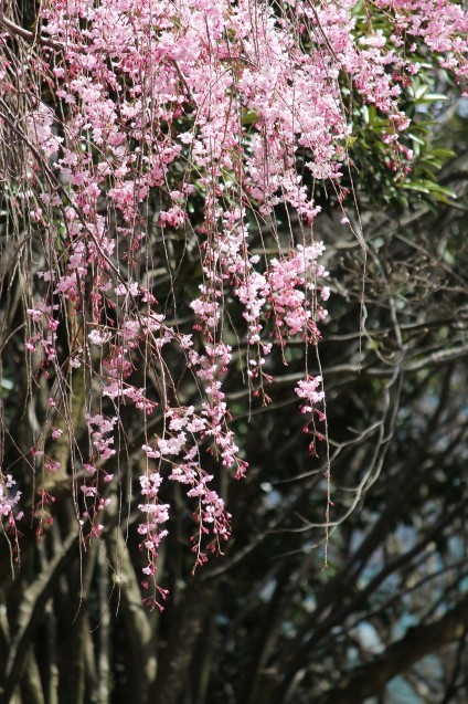 桜のじゅうたん_d0377645_23081853.jpg