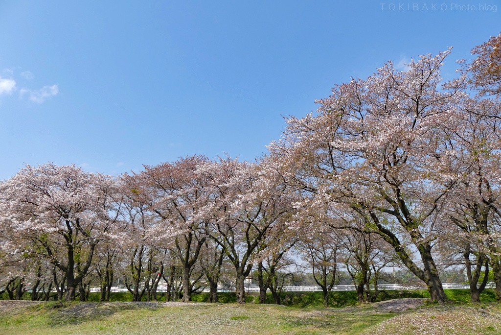 サクラ、去る_d0100156_12102729.jpg