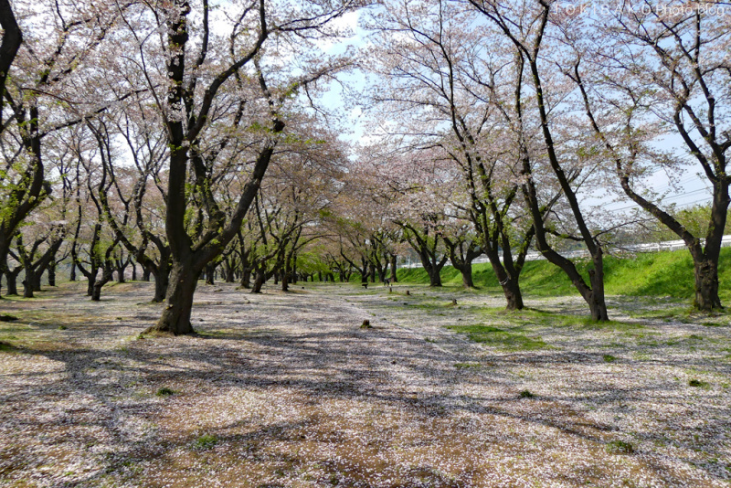 サクラ、去る_d0100156_12104274.jpg