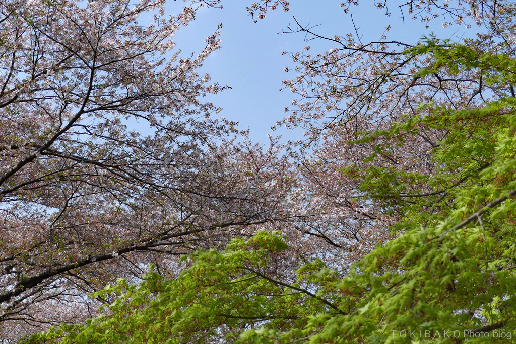 サクラ、去る_d0100156_12105994.jpg