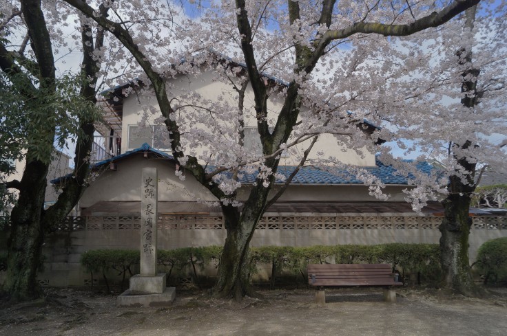 疫病にも悩まされた長岡京・長岡宮跡の桜_b0063958_06134713.jpg