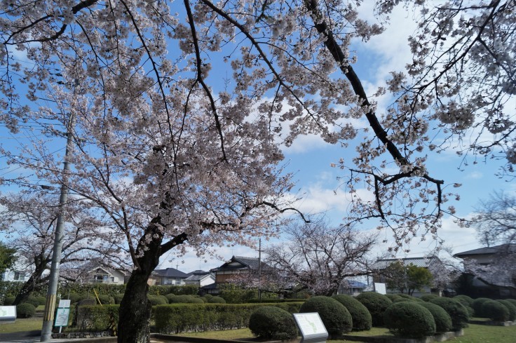 疫病にも悩まされた長岡京・長岡宮跡の桜_b0063958_06142661.jpg
