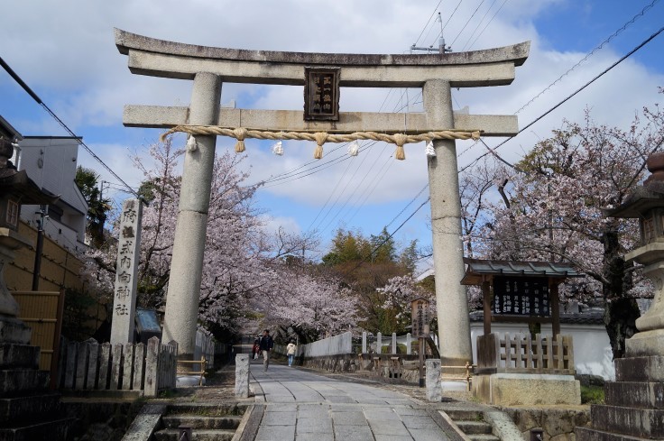 向日神社参道の桜_b0063958_06225250.jpg