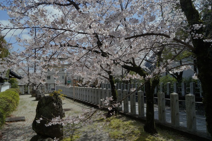 向日神社参道の桜_b0063958_06243173.jpg