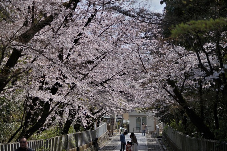 向日神社参道の桜_b0063958_06260817.jpg