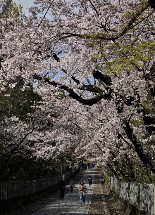 向日神社参道の桜_b0063958_06264787.jpg