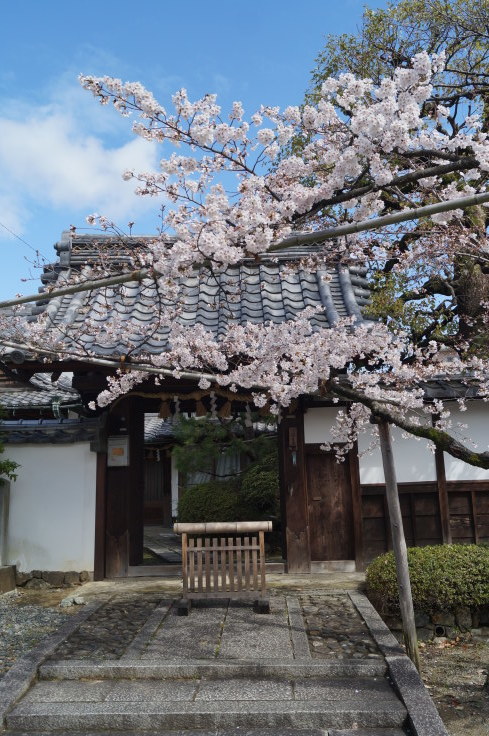 向日神社参道の桜_b0063958_06294469.jpg